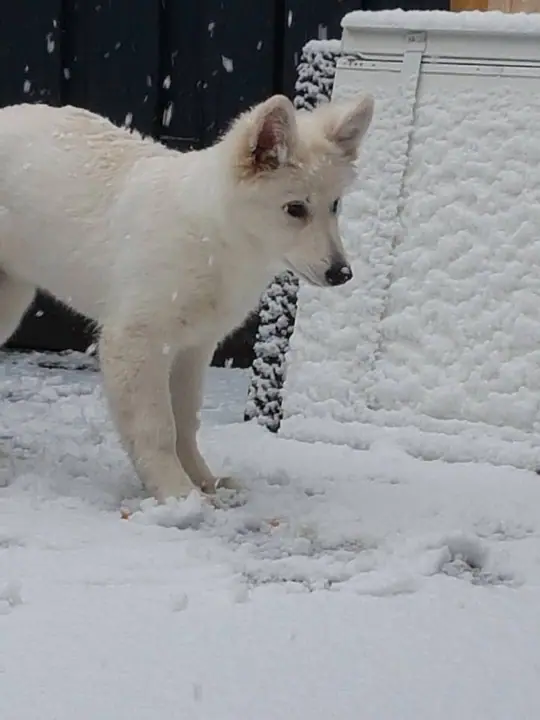 Zwitserse witte herder Misty's friends Puck Eerste sneeuw