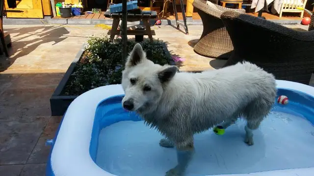 Zwitserse witte herder Misthy's friends Prins Arlo Mei 2018
