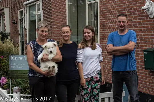 Zwitserse witte herder Misthy's friends Pax bij het vertrek naar de nieuwe baasjes