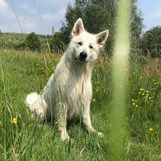 Zwitserse witte herder Misthy's friends Prins Romeo mei 2018