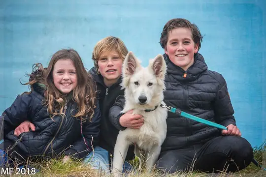 Zwitserse witte herder Misthy's friends Puma 13 januari 2018