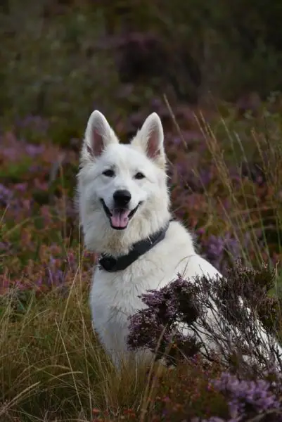 Pippa september 2021