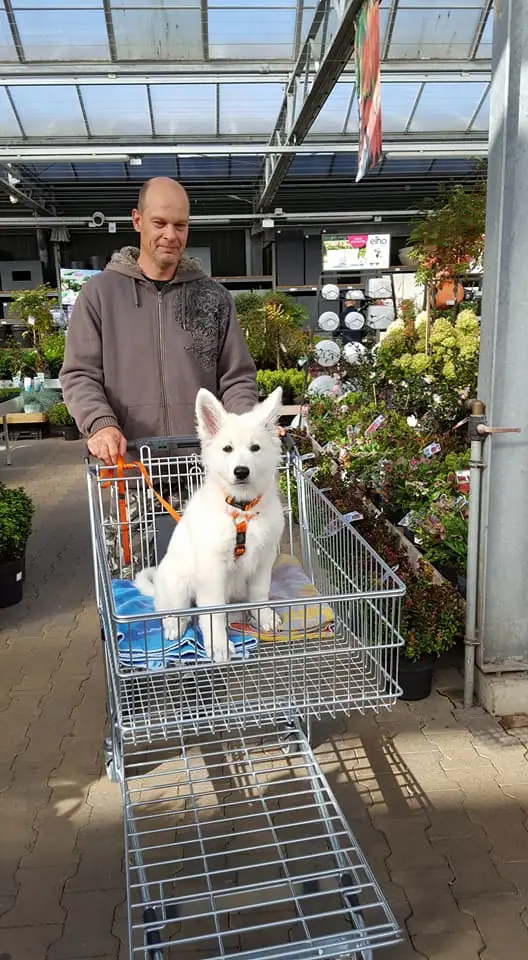 Zwitserse witte herder Misthy's Friends teef Pippa in het tuincentrum