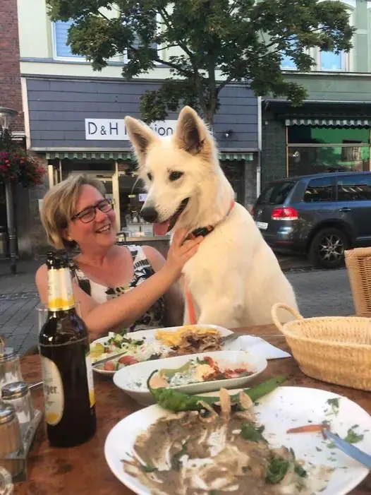 Zwitserse witte herder Misthy's Friends teef Pippa Augustus 2019