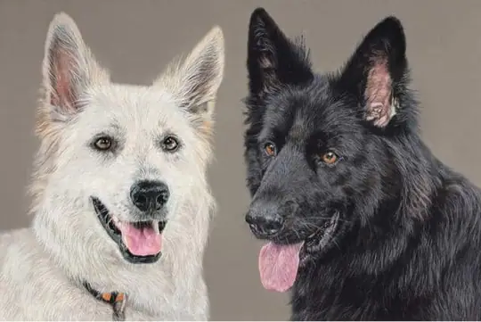 Zwitserse witte herder Misthy's Friends teef Pippa schilderij januari 2021