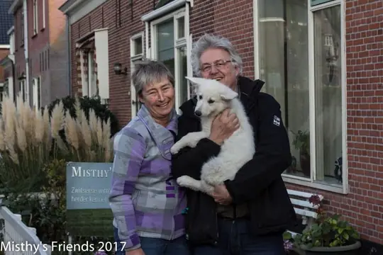 Zwitserse witte herder Misthy's Friend pup Pacific Silver bij het vertrek naar nieuwe baasje