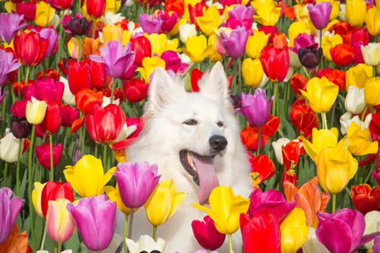 Quyah bij the Tulip Barn
