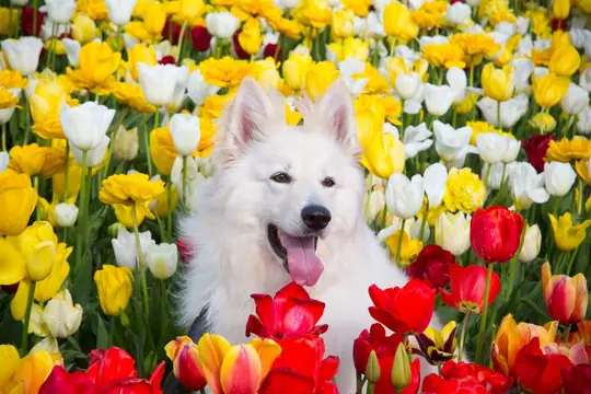 Quyah bij the Tulip Barn