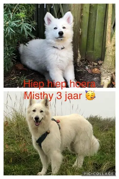 Misthy 3 jaar oud