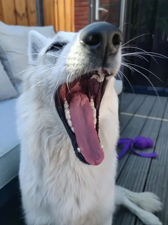 Zwitserse witte herder pup Misthy's Friends Zoë grote bek