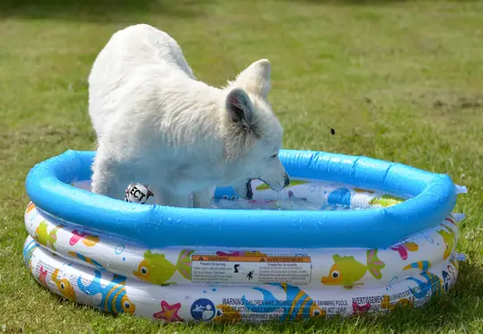 Zwitserse witte herder pup Misthy's Friends Qassia in bad