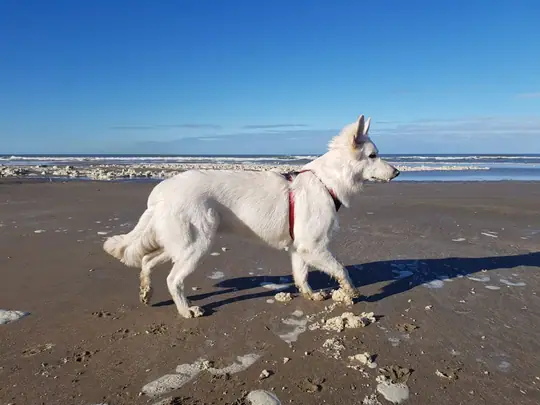 Zwitserse witte herder pup Rosie februari 2021