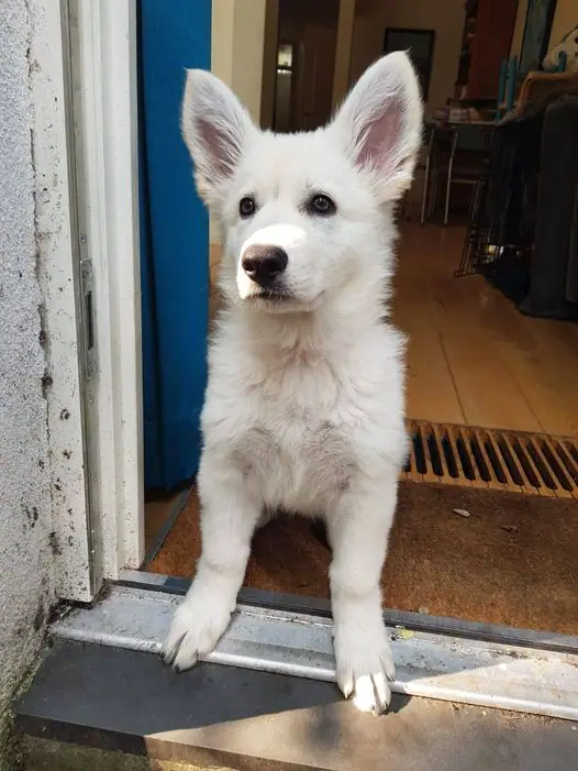Zwitserse witte herder pup Rosie oktober 2020