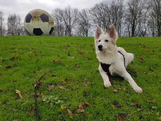 Zwitserse witte herder pup Rosie December 2020