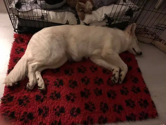 Zwitserse witte herder pup Raeye januari 2021