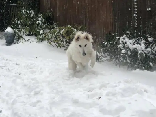 Zwitserse witte herder pup Roxy Pippa in de sneeuw februari 2021