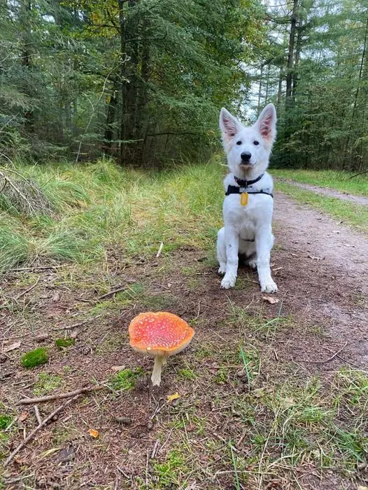 Zwitserse witte herder pup Femme in het bos oktober 2020