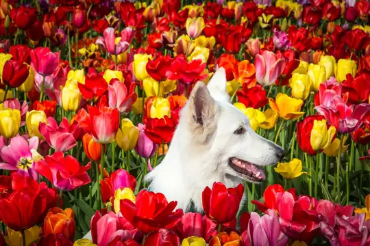 Rio bij The Tulip Barn