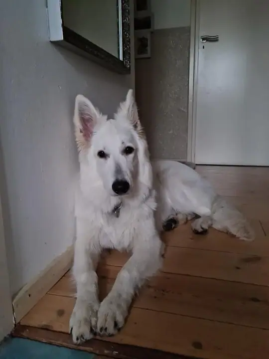 Zwitserse witte herder pup Rhea Denali januari 2021