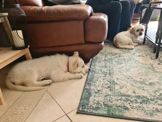 Zwitserse witte herder pup Rhea Denali op bezoek oktober 2020