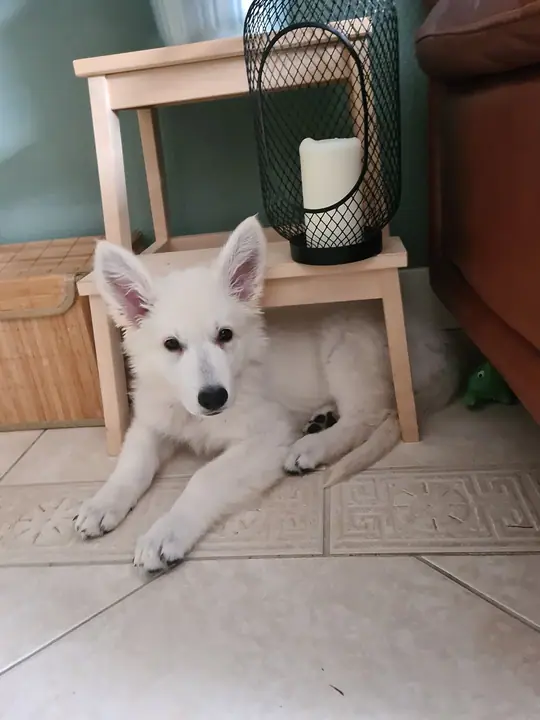 Zwitserse witte herder pup Rhea Denali het ken net oktober 2020