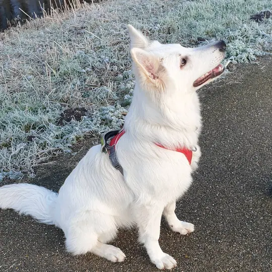Zwitserse witte herder pup Rhea Denali mooi zitten janauari 2021