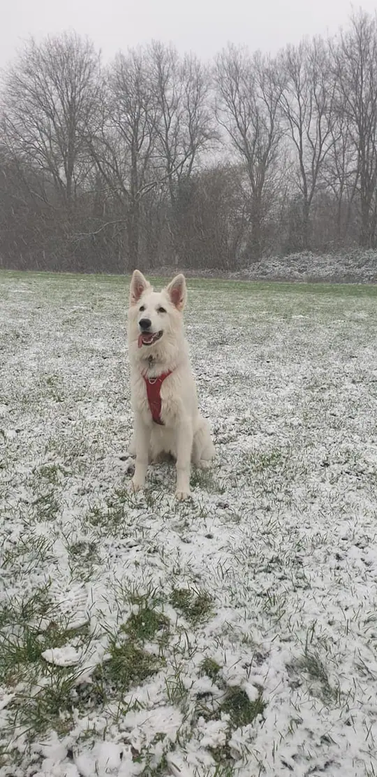 Zwitserse witte herder pup Rhea Denali in de sneeuw januari 2021
