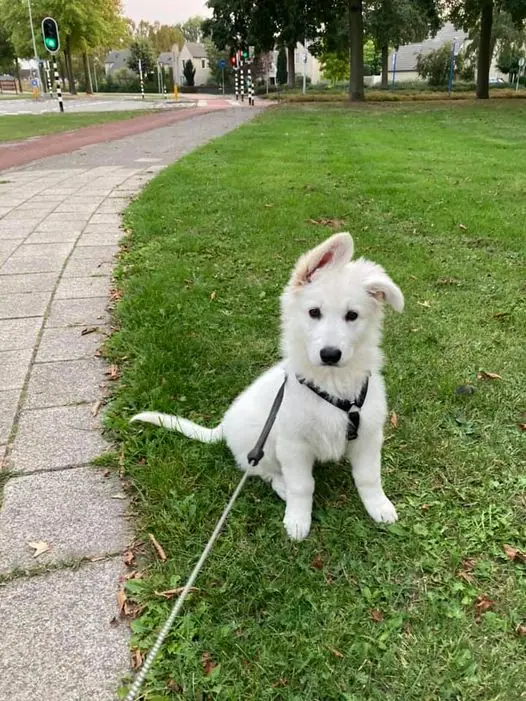 Zwitserse witte herder pup Raya zit oefening september 2020