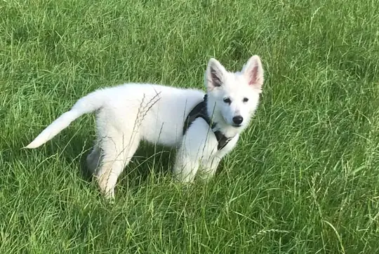 Zwitserse witte herder pup Raya September 2020