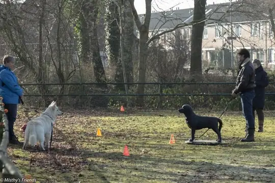 Uitslag