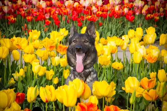Echo bij The Tulip Barn Echo bij The Tulip Barn