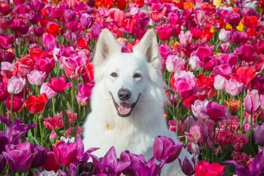 Sir Olaf bij the Tulip Barn