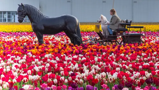 Anzy in the Tulip Barn