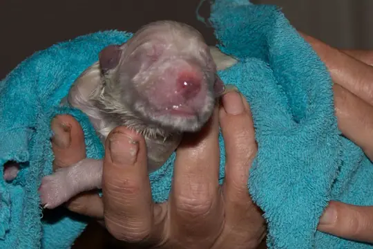 26 juni het eerste pupje is geboren 26 juni het eerste pupje is geboren
