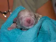 S nest geboorte pupje 1 S nest geboorte pupje 1