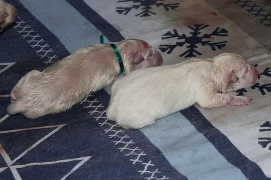 Zwitserse witte herder pupje 1 geboren Zwitserse witte herder pupje 1 geboren