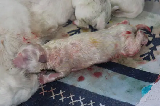Het 7de pupje van Lady Het 7de pupje van Lady