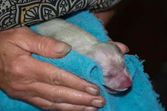 Pupje 8 is geboren Pupje 8 is geboren