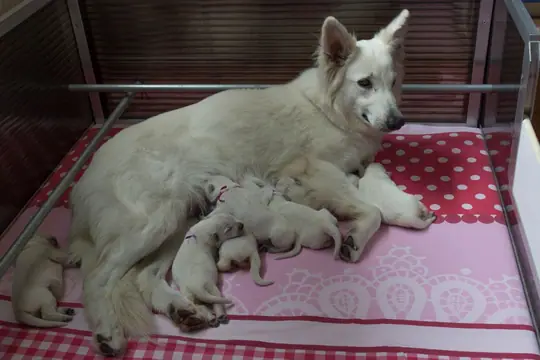 Pups S nest 4 july een schone kist Pups S nest 4 july een schone kist
