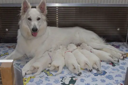 Lady met nestje S pups 14 dagen oud Lady met nestje S pups 14 dagen oud