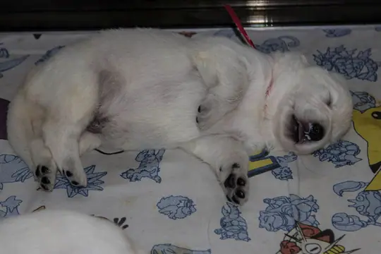 11 juli 2021, 14 dagen oud pup rEU rOOD 11 juli 2021, 14 dagen oud pup rEU rOOD