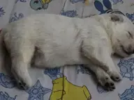 11 juli 2021, 14 dagen oud pup Teef zonder 11 juli 2021, 14 dagen oud pup Teef zonder