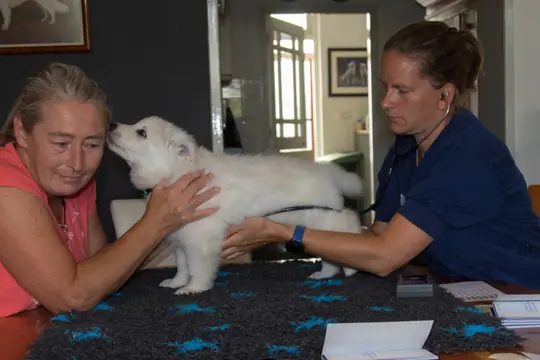 Dierenarts bezoek 11 augustus 2021 pupje Nando Dierenarts bezoek 11 augustus 2021 pupje Nando