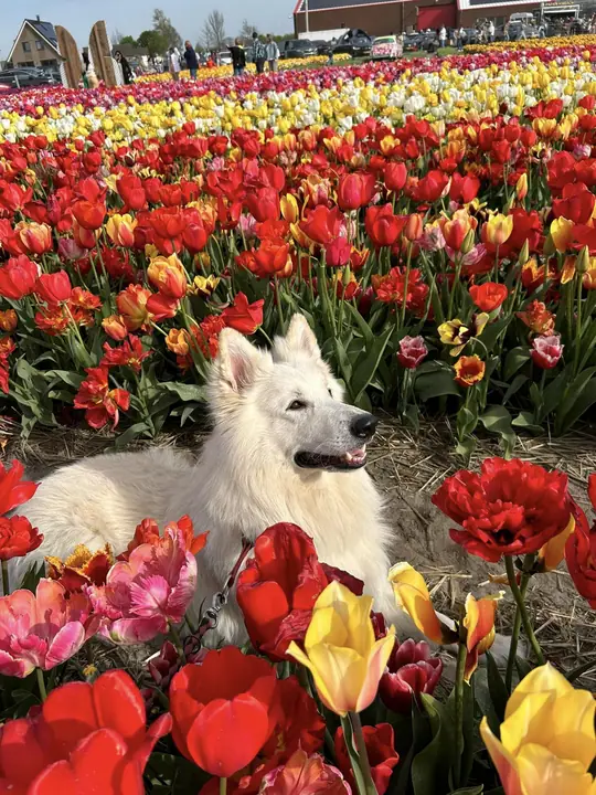 Snorro in the Tulips Barn