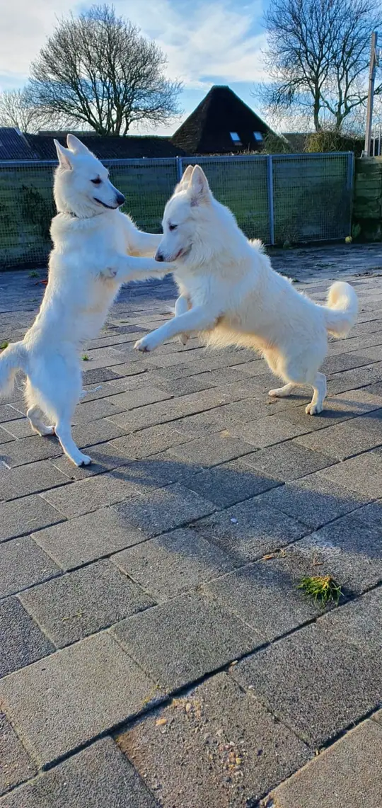 Sky en Lola aan het spelen voor de dekking