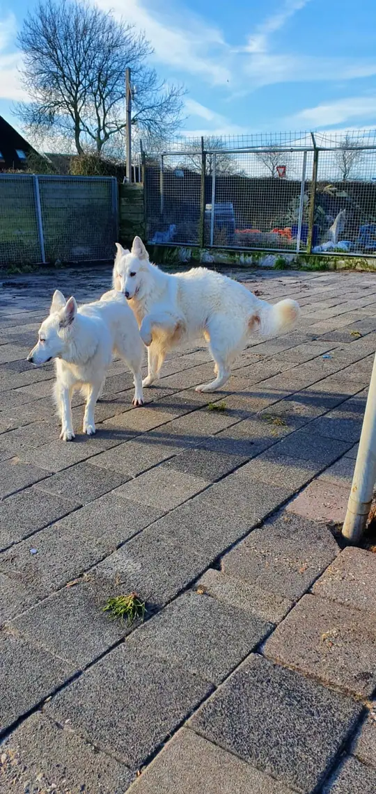 Sky en Lola aan het spelen voor de dekking