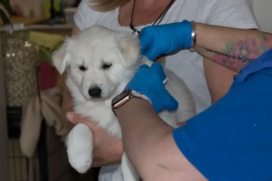Bezoek Chipper 12 april 2022 pupje Woezel