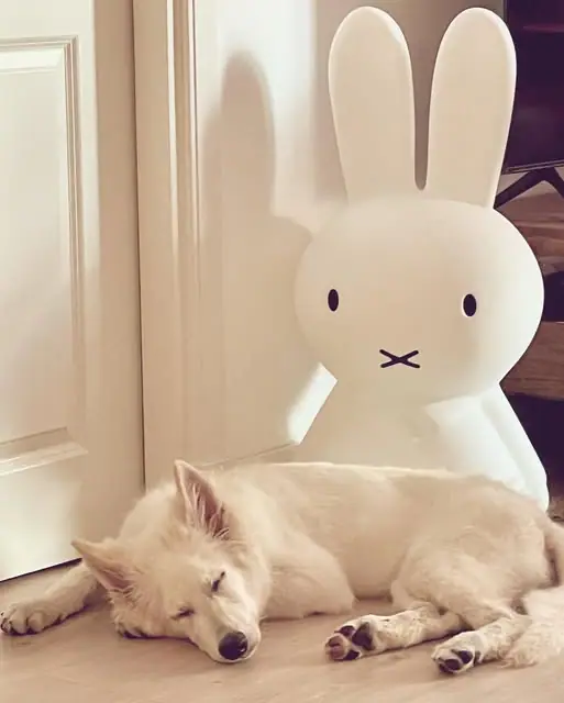 Misthy's Friends Appa - foto 9