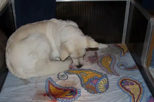 Nikita met haar eerste pupje Nikita met haar eerste pupje