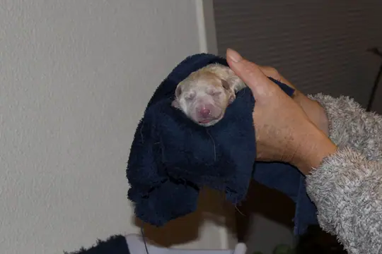 Pupje 2 Pupje 2